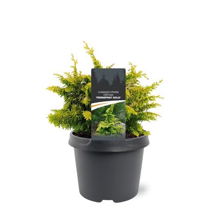 Chamaecyparis Obt Fernspray Gold