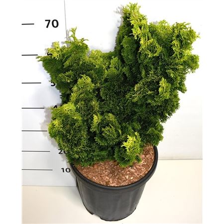 Chamaecyparis Obt Aurora