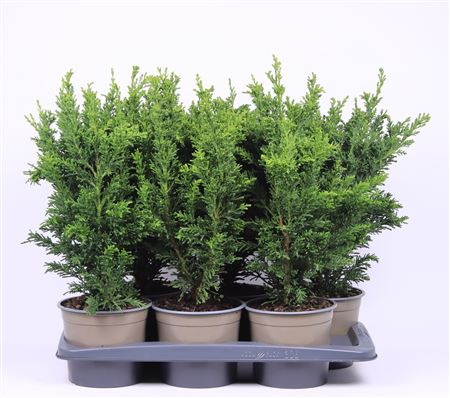 Chamaecyparis Obt Draht