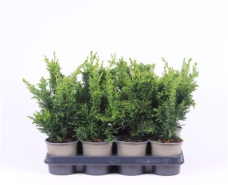 Chamaecyparis Obt Draht