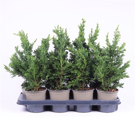 Chamaecyparis Obtusa Draht