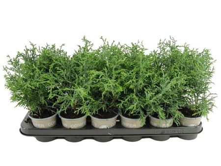 Chamaecyparis Obt Lycopodioides