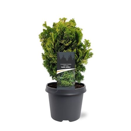 Chamaecyparis Obt Nana Aurea