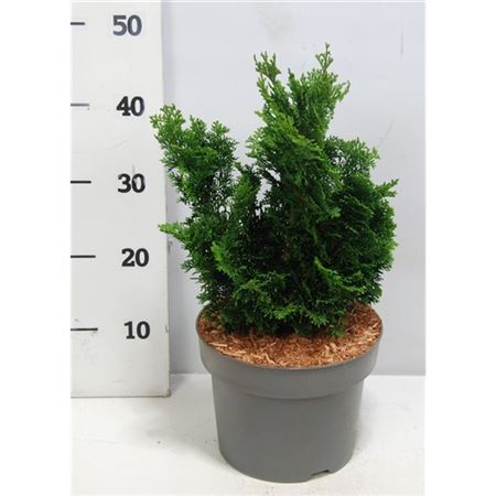 Chamaecyparis Obt Nana Gracilis