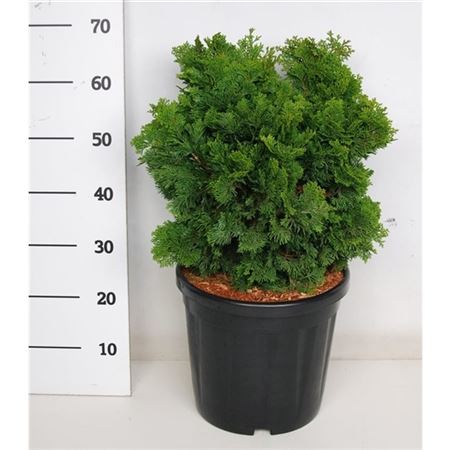 Chamaecyparis Obt Nana Gracilis