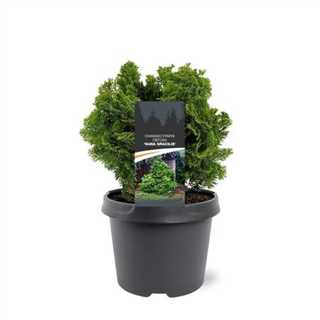 Chamaecyparis Obt Nana Gracilis