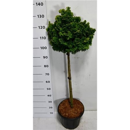 Chamaecyparis Obt Nana Gracilis On Stem