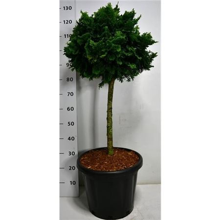 Chamaecyparis Obt Nana Gracilis On Stem