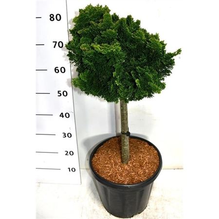 Chamaecyparis Obt Nana Gracilis On Stem