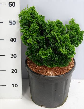 Chamaecyparis Obt Nana Gracilis