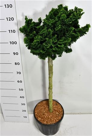 Chamaecyparis Obt Nana Gracilis On Stem