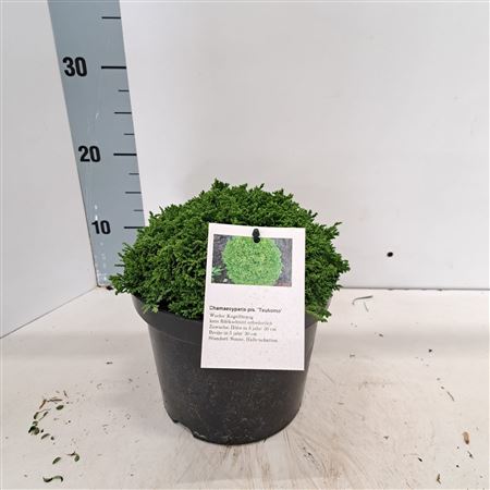 Chamaecyparis Pis Tsukumo