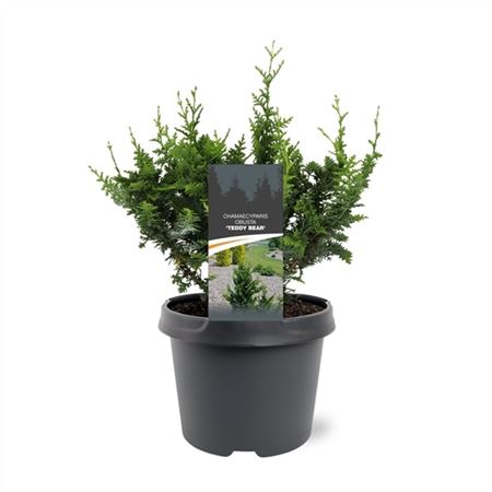 Chamaecyparis Obt Teddy Bear