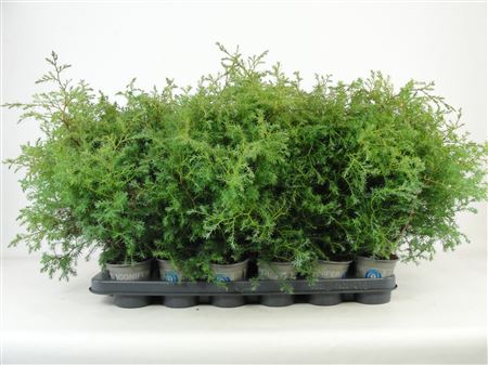 Chamaecyparis Pis Squarrosa