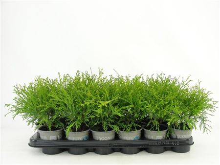 Chamaecyparis Pis Filifera Aurea