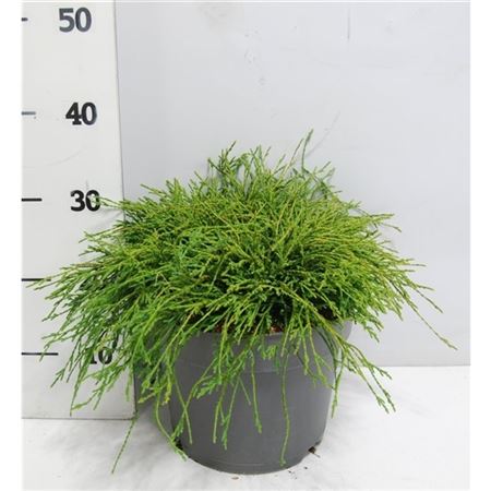 Chamaecyparis Pis Filifera Nana