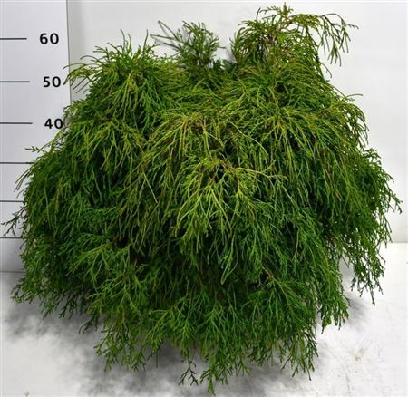 Chamaecyparis Pis Filifera Nana