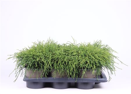 Chamaecyparis Pis Filifera Nana