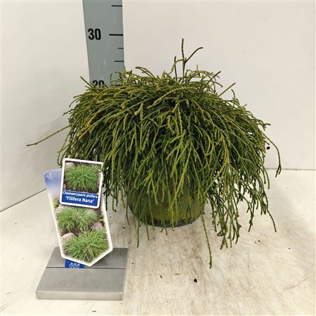 Chamaecyparis Pis Filifera Nana