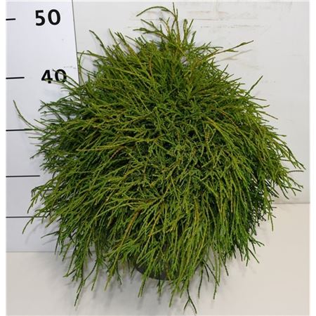 Chamaecyparis Pis Filifera Nana