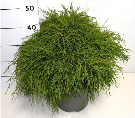 Chamaecyparis Pis Filifera Nana