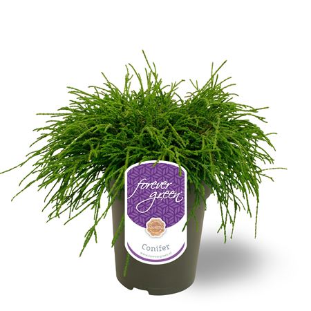 Chamaecyparis Pis Filifera Nana
