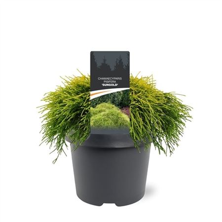 Chamaecyparis Pis Sungold