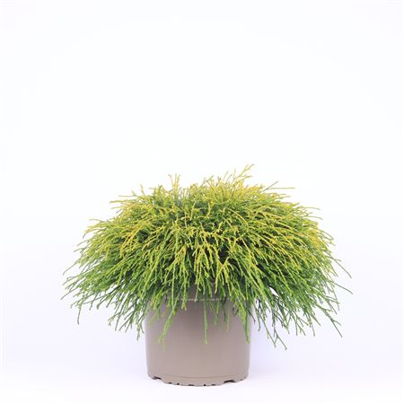 Chamaecyparis Pis Sungold