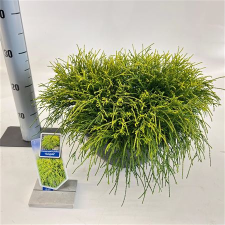 Chamaecyparis Pis Sungold