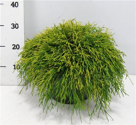 Chamaecyparis Pis Sungold