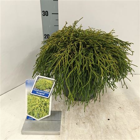 Chamaecyparis Pis Sungold