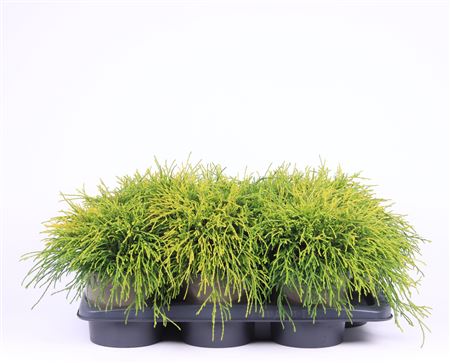 Chamaecyparis Pis Sungold