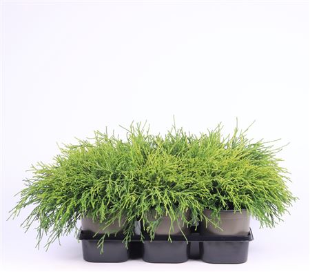 Chamaecyparis Pisifera Sungold
