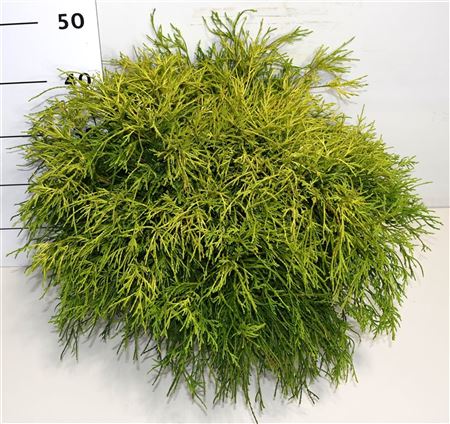 Chamaecyparis Pis Sungold