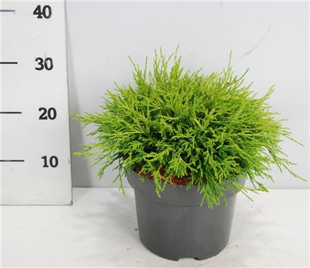 Chamaecyparis Pis Sungold