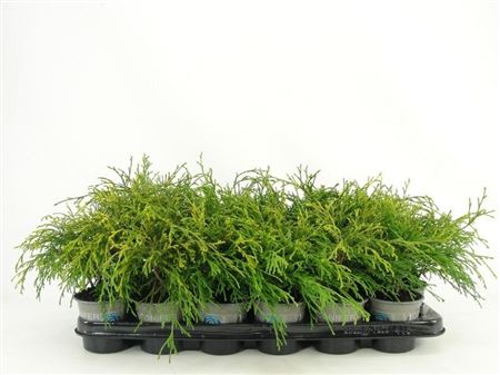 Chamaecyparis Pis Sungold