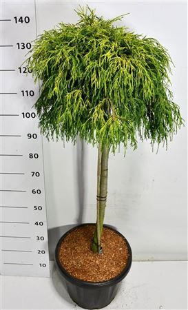 Chamaecyparis Pis Sungold On Stem