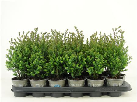 Chamaecyparis Thy Rubicon