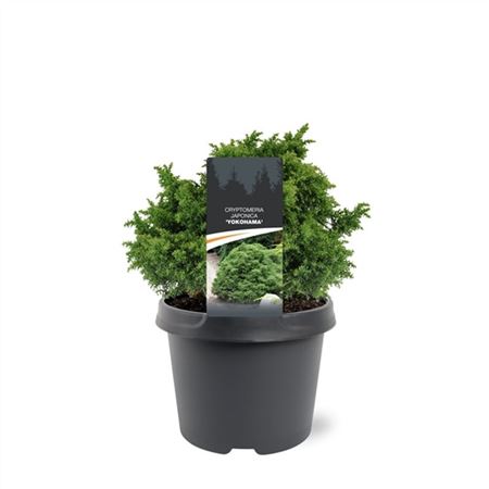 Cryptomeria Jap Yokohama