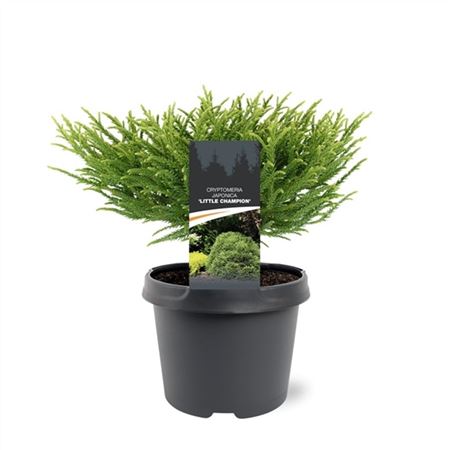 Cryptomeria Jap Little Champion