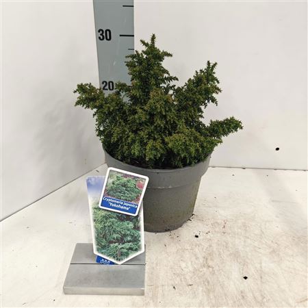 Cryptomeria Jap Yokohama