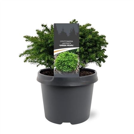 Cryptomeria Jap Green Pearl