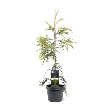 Cryptomeria Jap Kyara Gold