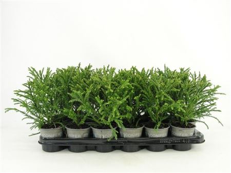 Cryptomeria Jap Little Champion