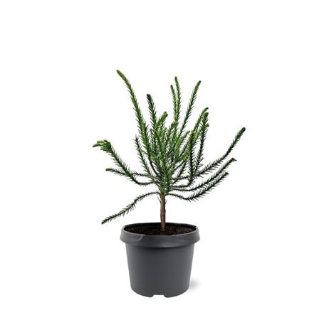 Cryptomeria Jap Dacrydioides