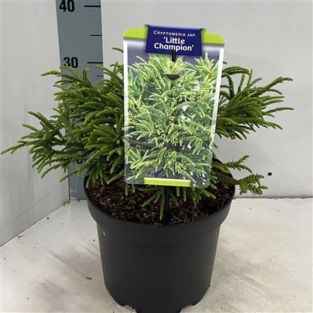 Cryptomeria Jap Little Champion