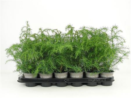 Cryptomeria Jap Elegans Viridis
