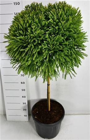 Cryptomeria Jap Globosa Nana