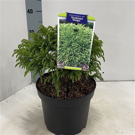 Cryptomeria Jap Globosa Nana