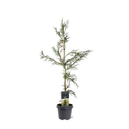 Cryptomeria Jap Rasen